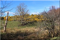 NC5958 : A bank of whin in bloom at Tongue Mains by Alan Reid