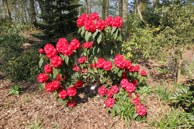 Rhododendron in the Woodland Walk