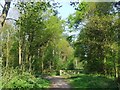 Cycle Route 63 through Martinshaw Wood