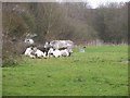 White cattle north of Warnham nature Reserve