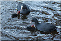 TQ3296 : Coots and Chicks, New River Loop, Enfield by Christine Matthews
