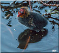 TQ3296 : Coot Chick, New River Loop, Enfield by Christine Matthews