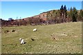 NS0196 : Spring lamb below BÃ rr an Longairt by Alan Reid