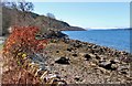 Shoreline of Loch Fyne