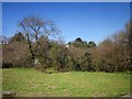 Small field, South Coombe