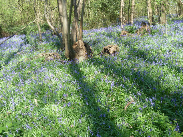 Bluebells in Lesnes Abbey Woods