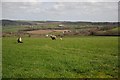 Sheep in a field above Bridge Wood