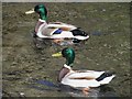 NT2575 : Mallard ducks, Water of Leith by Graham Robson