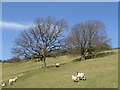 Hillside below Bickerton Plantation