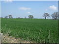 NZ1271 : Crop field east of Eastwick by JThomas
