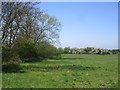 Fenland hedges