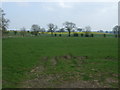 Grazing near Coneyside Farm