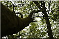 View up the trunk of the Wild Service Tree in Claybury Wood