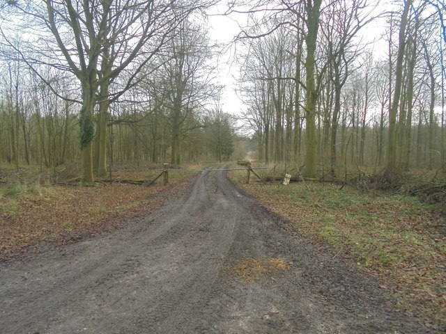 Looking into Great Deane Wood