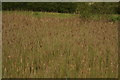 View of the reeds in the lake in Claybury Park