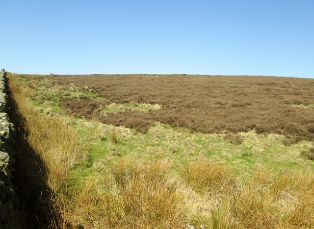Moorland  at  Black  Hill
