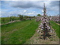 Apple orchards on the Saxon Shore Way