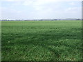 Crop field north of the B6309