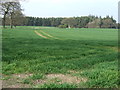 Crop field towards Rivergreen Wood