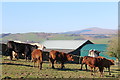 Cattle and farm buildings at Hunterheck