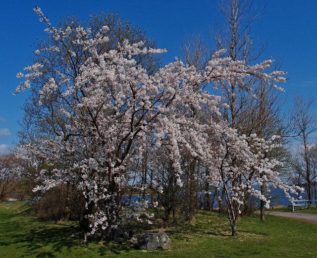 Cherry Blossom, Kilbirnie Loch