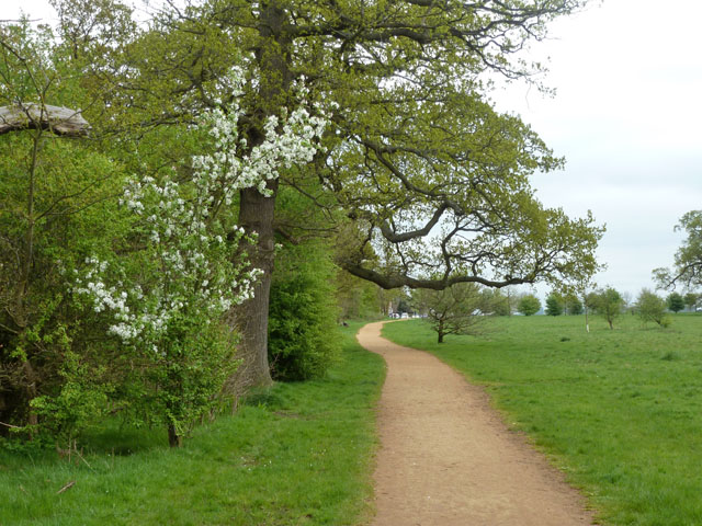 Path, Windsor Great Park