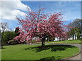 Cherry tree at Barnsley Crematorium