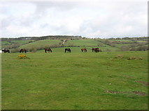 SY1086 : Horses on Peak Hill, Sidmouth by David Purchase