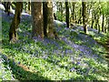 Bluebell Dell above Newlyn