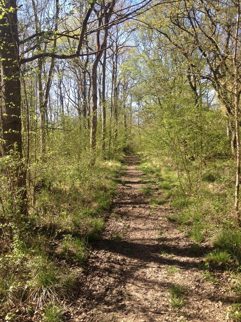 Wakerley Woods © Dave Thompson :: Geograph Britain and Ireland