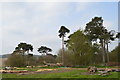 Copse with pines at Organsdale Farm