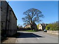 Seventeenth century house and tree, Clipsham