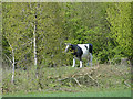 Friesian cow in fibreglass