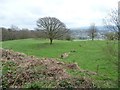 Remains of a field boundary on Nettleton Hill