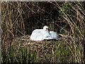 SP2866 : Swan's nest by the canal by David P Howard