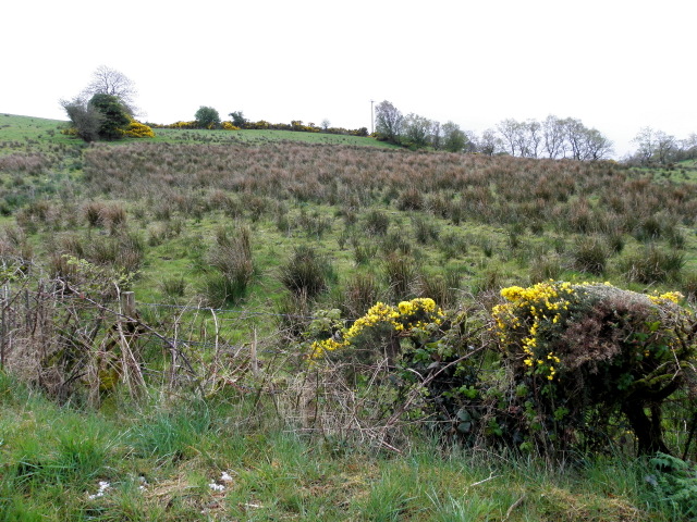 Rushy ground, Golan Glebe © Kenneth Allen :: Geograph Ireland