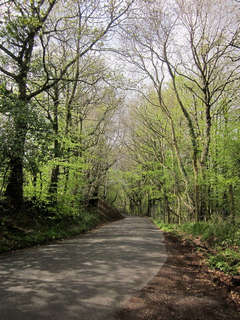 Road through Buckland Wood