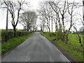 A tree-lined road, Cloncandra Glebe