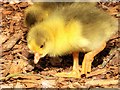 SD8303 : Very Young Gosling at Heaton Park by David Dixon