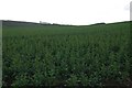 Oilseed rape, Ardfour