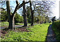 Trees along Stoneleigh Road in Blackdown