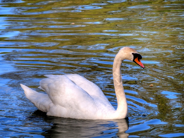 Mute Swan at Heaton Park © David Dixon cc-by-sa/2.0 :: Geograph Britain ...