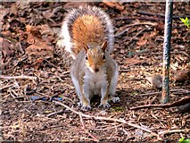 SD8303 : Grey Squirrel at Heaton Park by David Dixon