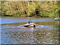 SD8303 : Boating Lake at Heaton Park by David Dixon