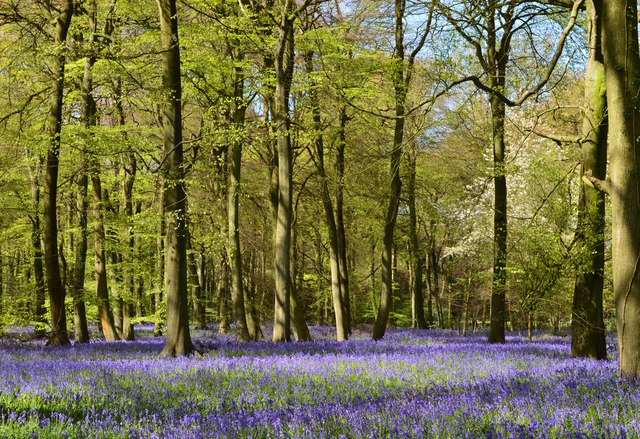 Bluebell wood, Nuffield, Oxfordshire
