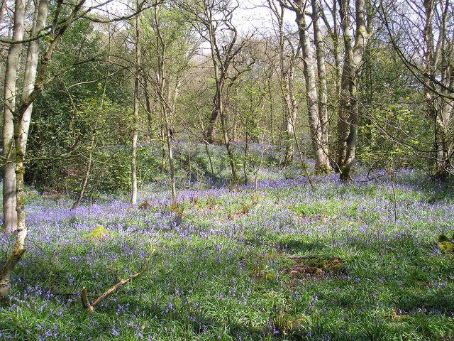 Bluebells in Middleton Woods © John Illingworth cc-by-sa/2.0 ...