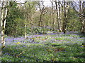 Bluebells in Middleton Woods