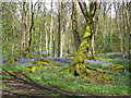 Bluebells in Middleton Woods