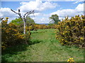 Gorse on Winns Common