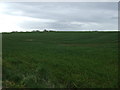 Crop field south of Ancroft